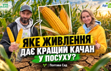 Яке живлення дає кращий качан у посуху? | Полтава Сад
