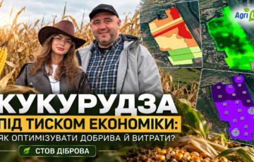 Кукурудза під тиском економіки: як оптимізувати добрива й витрати? | СТОВ ДІБРОВА